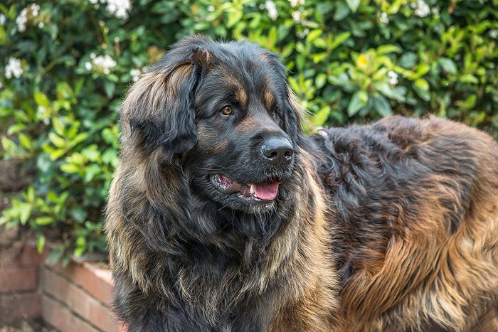 购买leonberger，最大的世界犬种