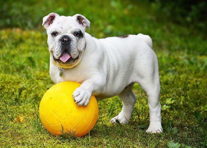 最受欢迎的狗品种-英国牛头犬