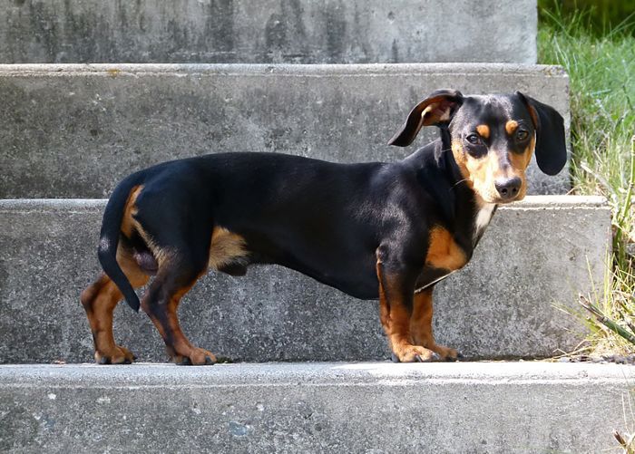 最受欢迎的狗品种——达克斯猎狗