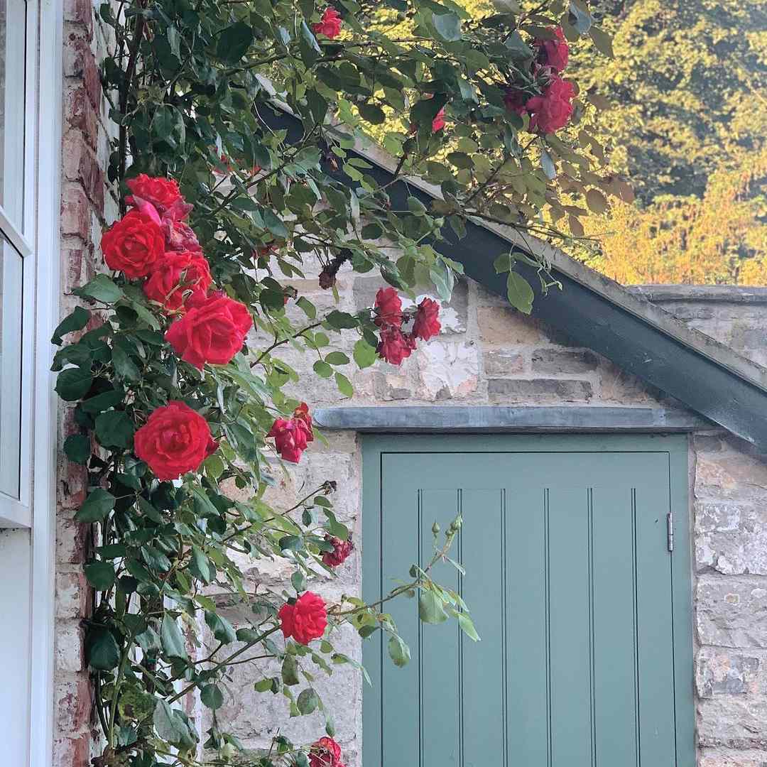 红色玫瑰藤落后房子。