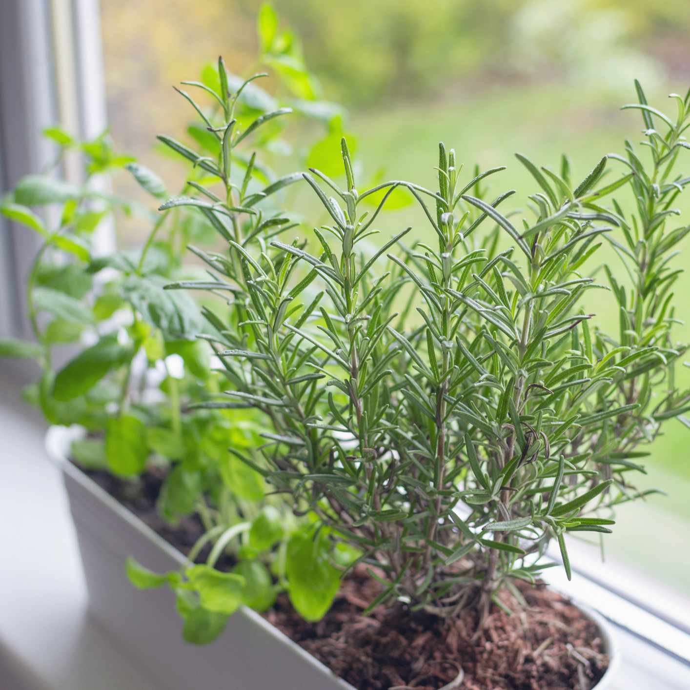 新鲜的罗勒，薄菏和迷迭香在窗台上的一个大白色花盆户内。