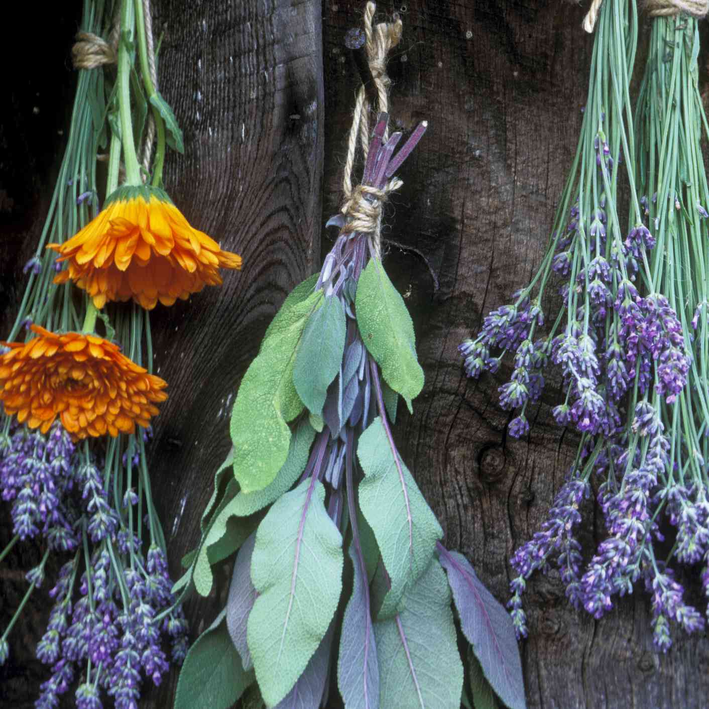 一束束草本植物倒挂在木墙前晾干