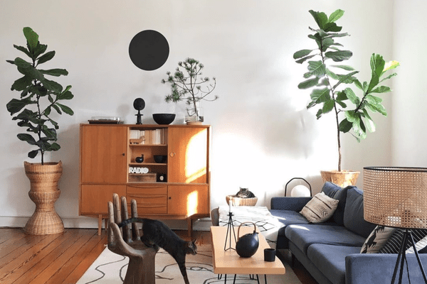 起居室内植物