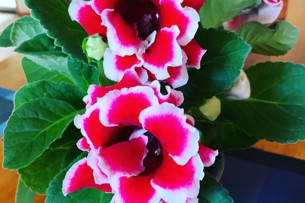 室内植物Gloxinia红色和白色的花和绿色的叶子在桌子上