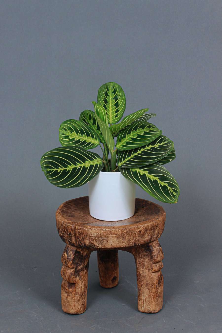 柠檬石灰厂祈祷，目前在售的接地