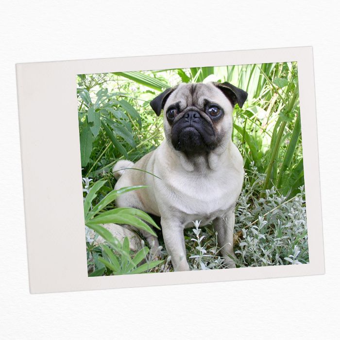 有孩子的家庭养狗