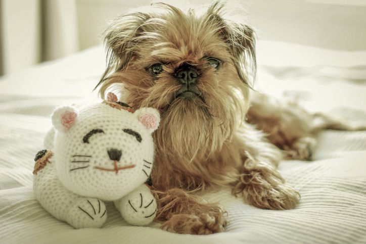 布鲁塞尔粗毛猎犬