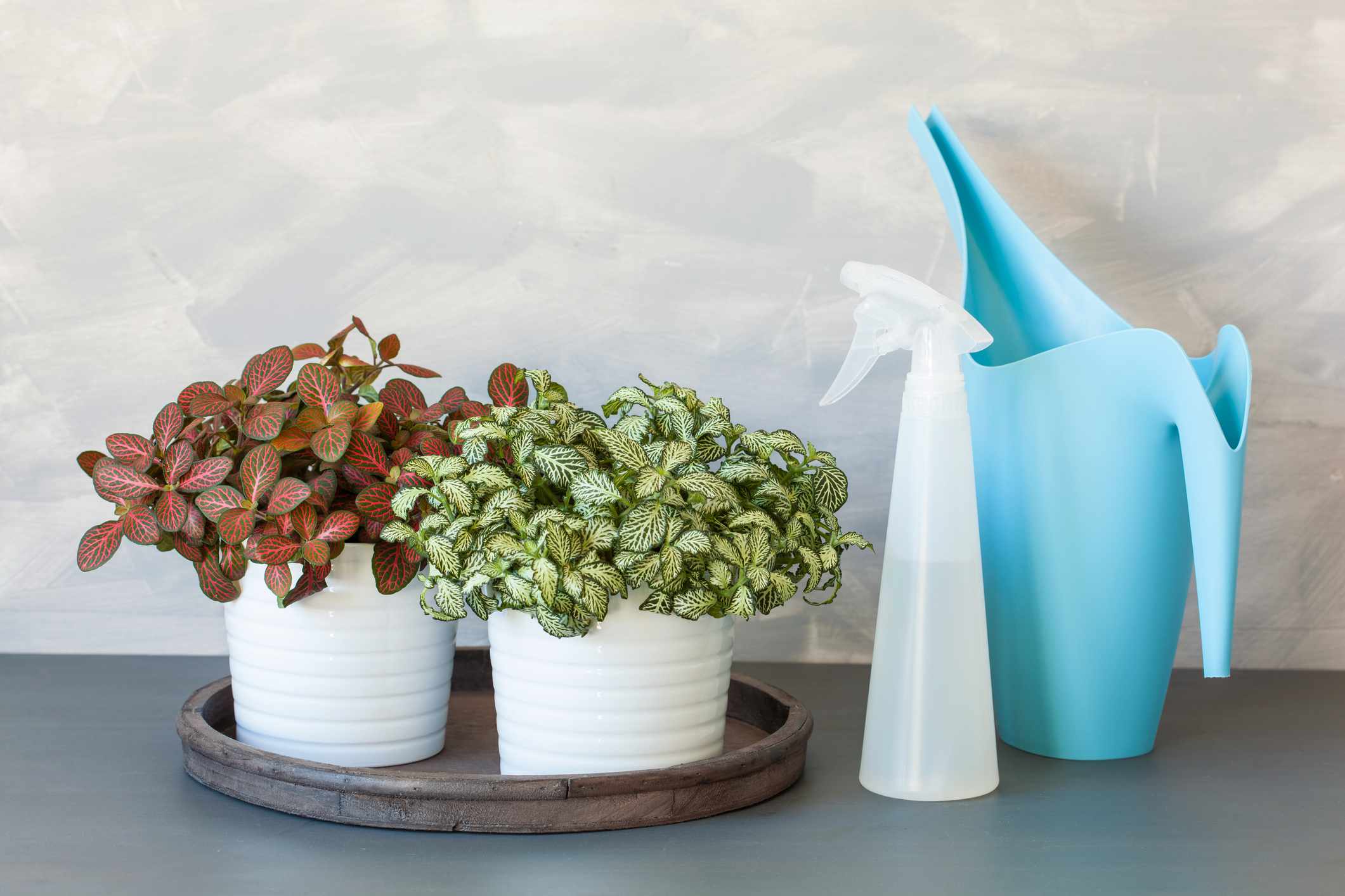 粉色、白色和绿色的fittonia植物在白色的花盆在灰色背景与喷瓶和喷壶