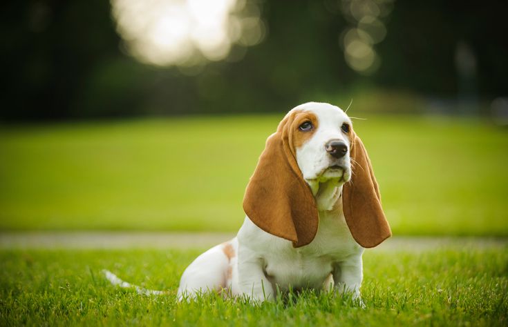 巴吉度猎犬坐的草