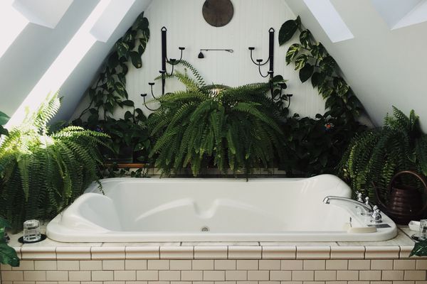 带蕨类植物和植物周围的按摩浴缸浴室