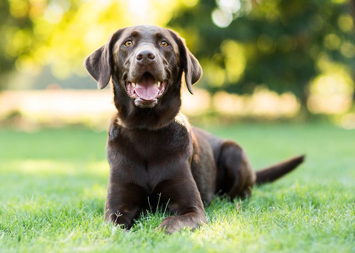 中型犬品种，实验室猎犬