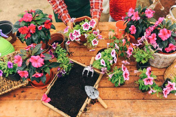 仙客来工厂指导