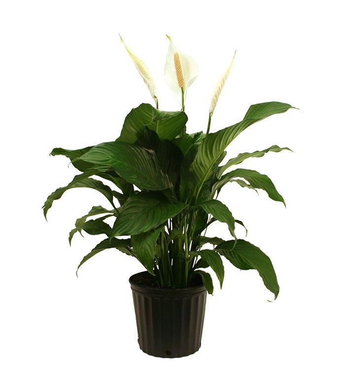 顶尖的室内植物