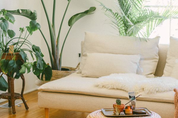 有白色长沙发和天堂鸟的客厅在背景中