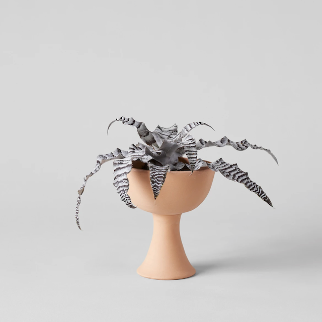 高脚杯Terracotta种植园主