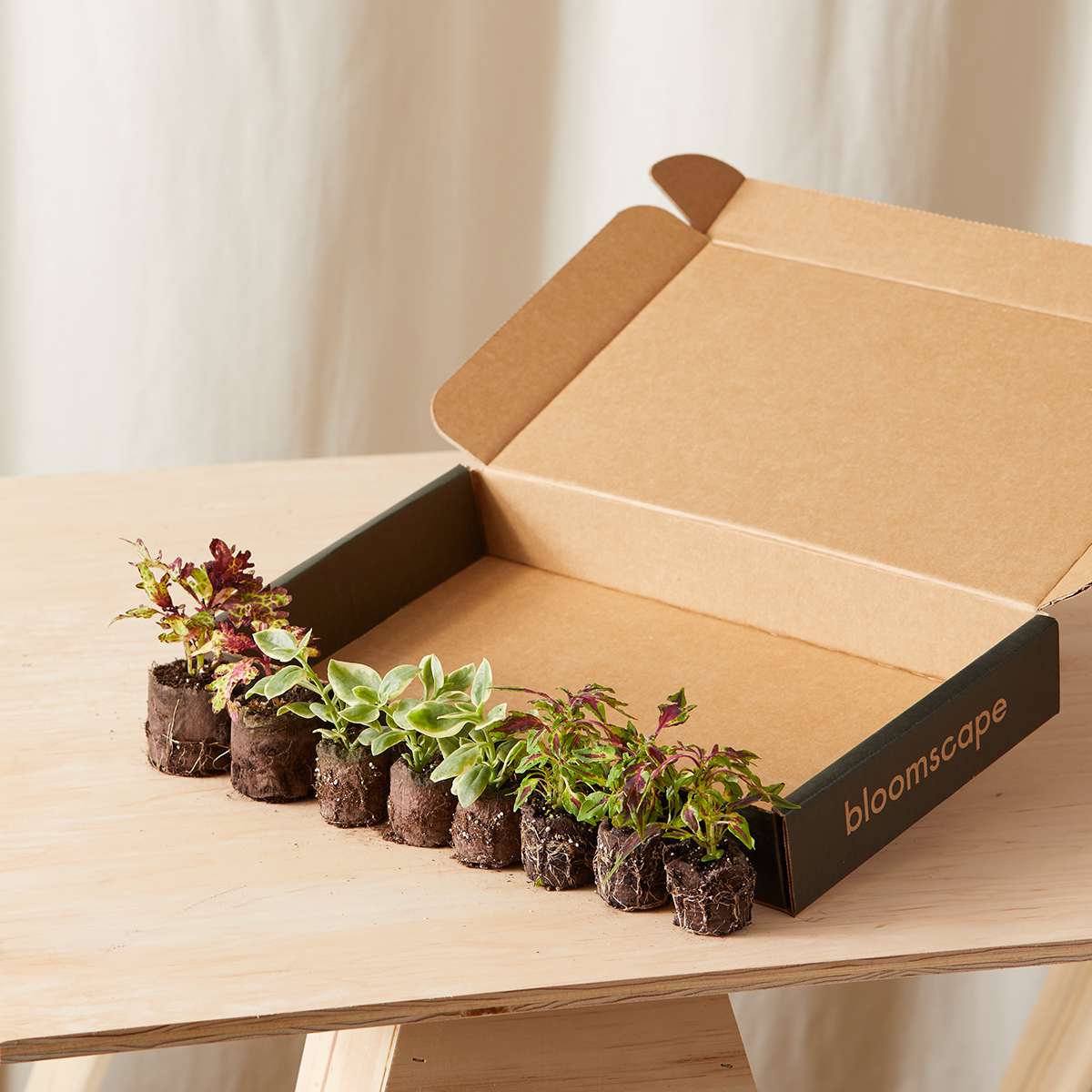 COLEUS混合组合套件