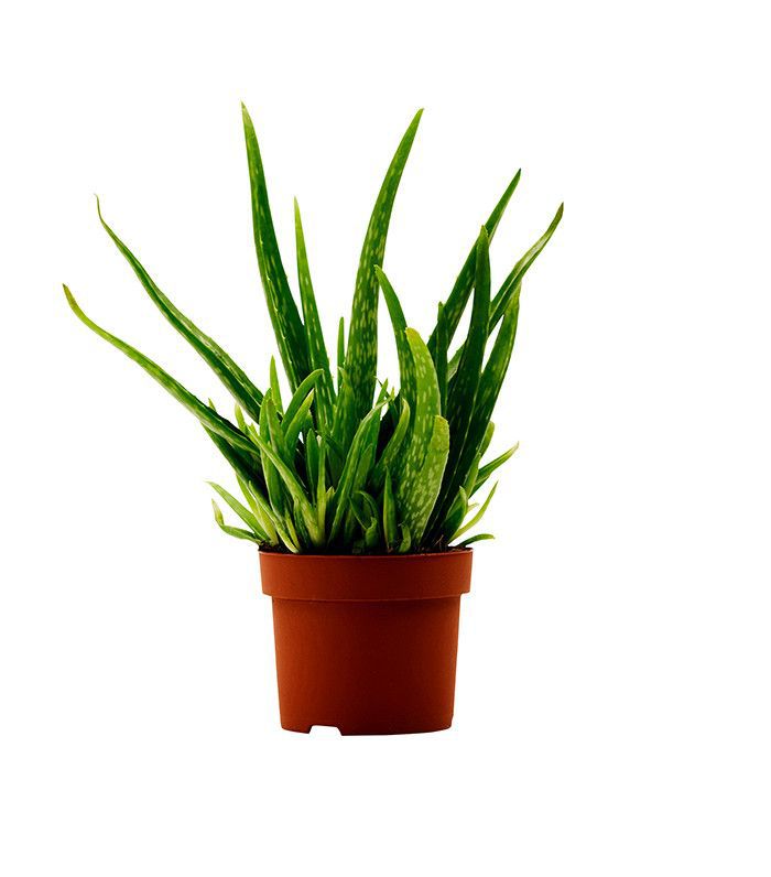 最好的室内植物清洁空气