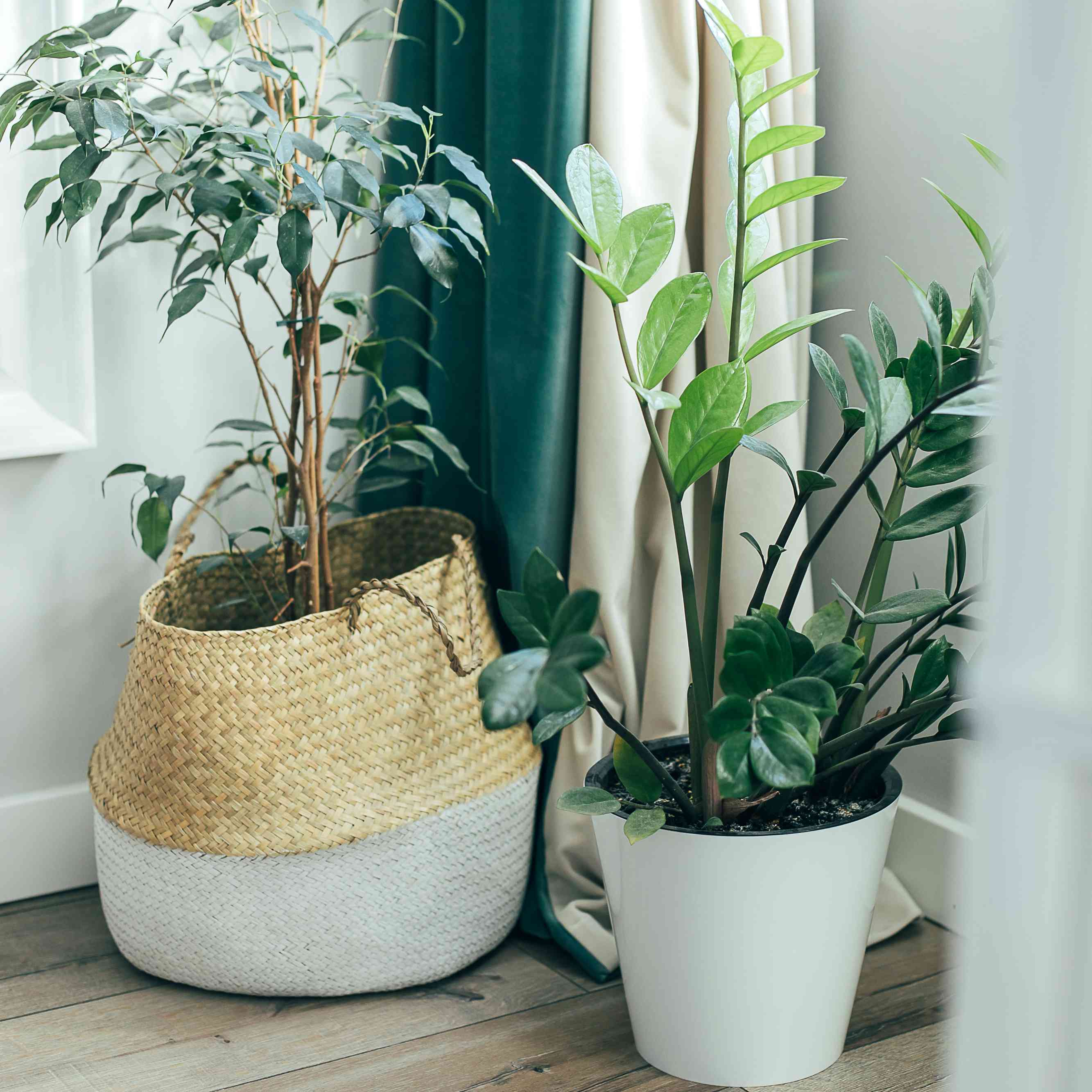 一棵哭泣的无花果树坐在zz植物旁边。