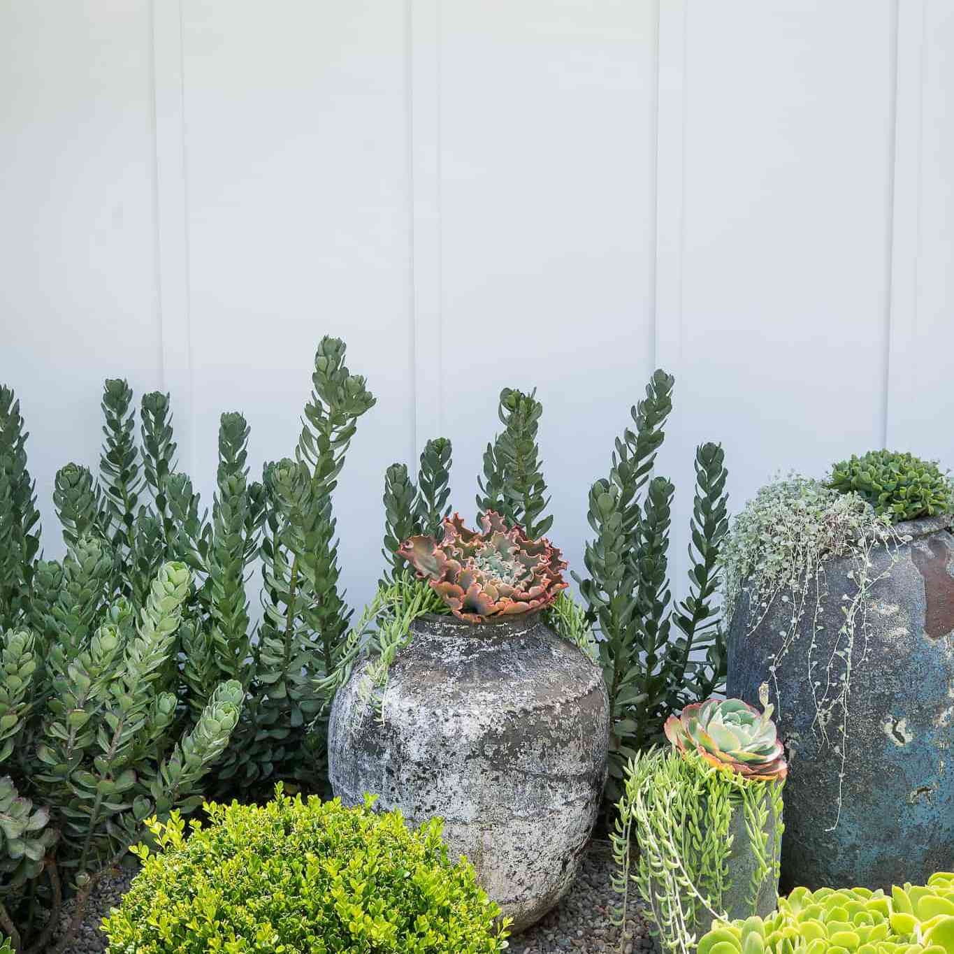 草坪与多汁植物和仙人掌。