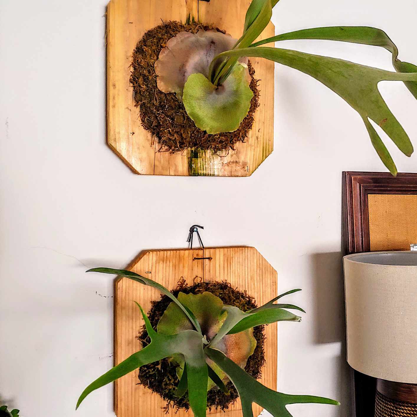 两株鹿角蕨类植物，镶嵌在白墙上的木板上