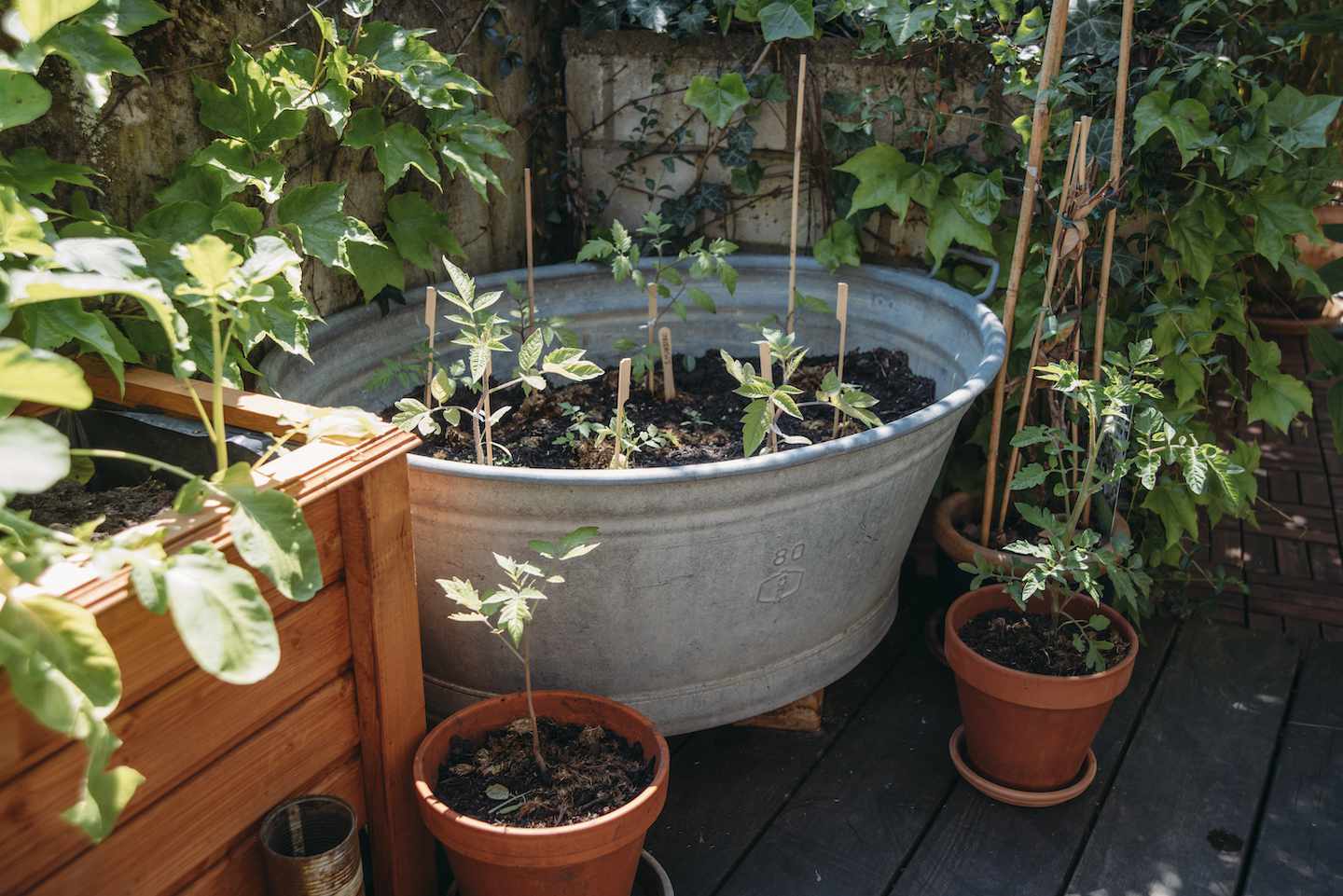 小容器中的番茄植株。