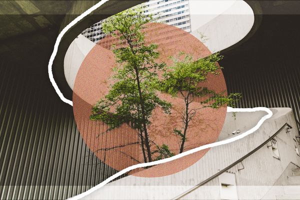 树生长通过一个开放的楼梯