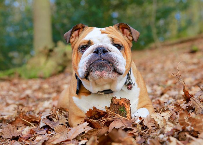 中型犬Breeds-Bulldog