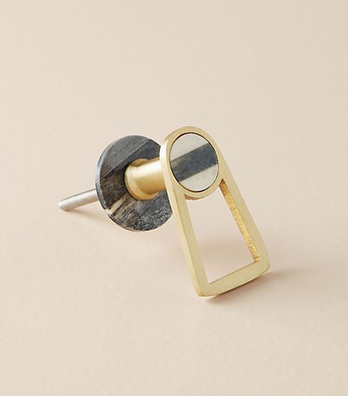 人类学协会旋钮