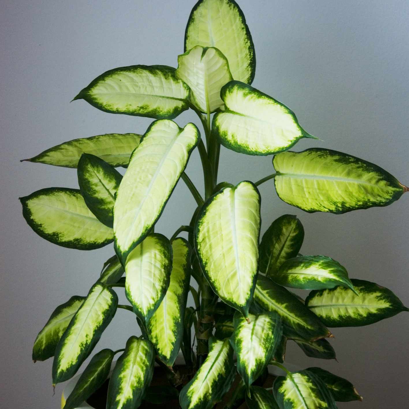 愚蠢的甘蔗植物与光和深绿叶子在黄色罐