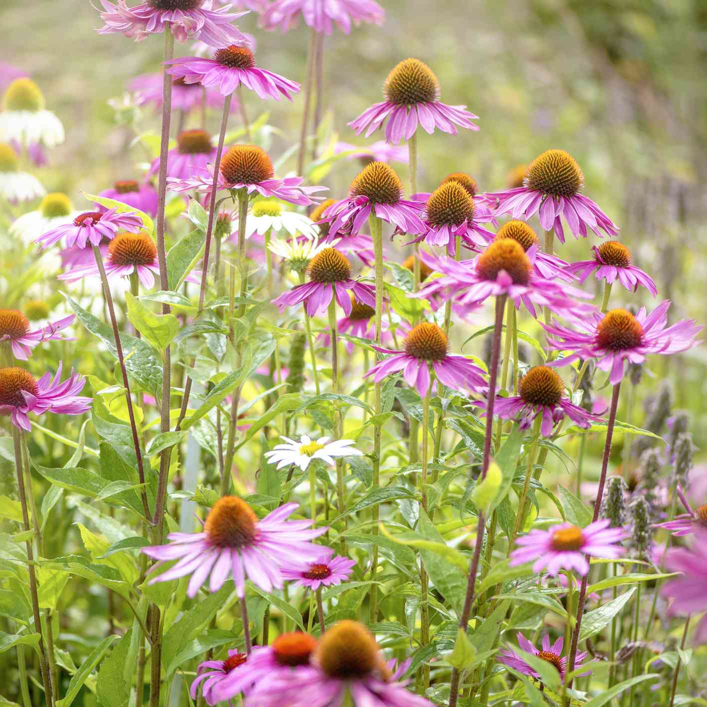 粉红色花瓣和球根状橙色中心的紫色松果花植物，生长在户外的花园中