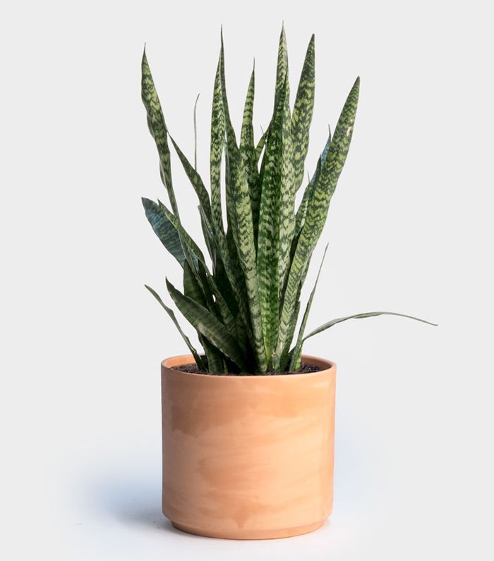 虎尾兰Zeylanica“class=