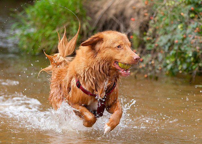 中等犬种-新斯科舍省荷兰Retreiver