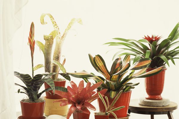 盆栽菠萝蛋白植物