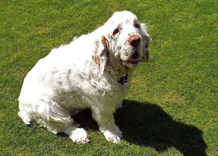 白色和棕色克伦伯猎鹬犬坐在草坪上，气喘吁吁。