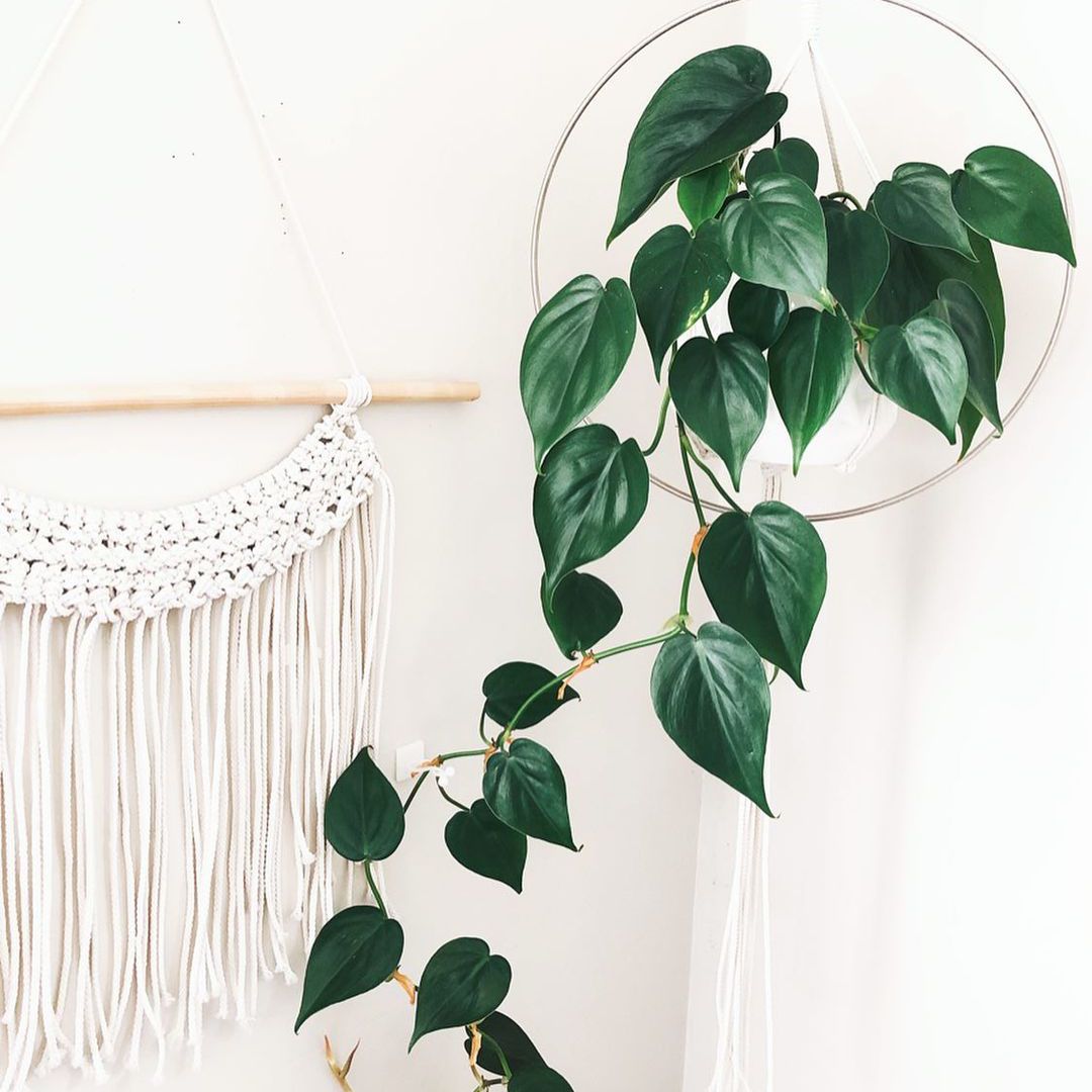 Heartleaf Philodendron植物在有白色挂毯的挂衣架在背景中
