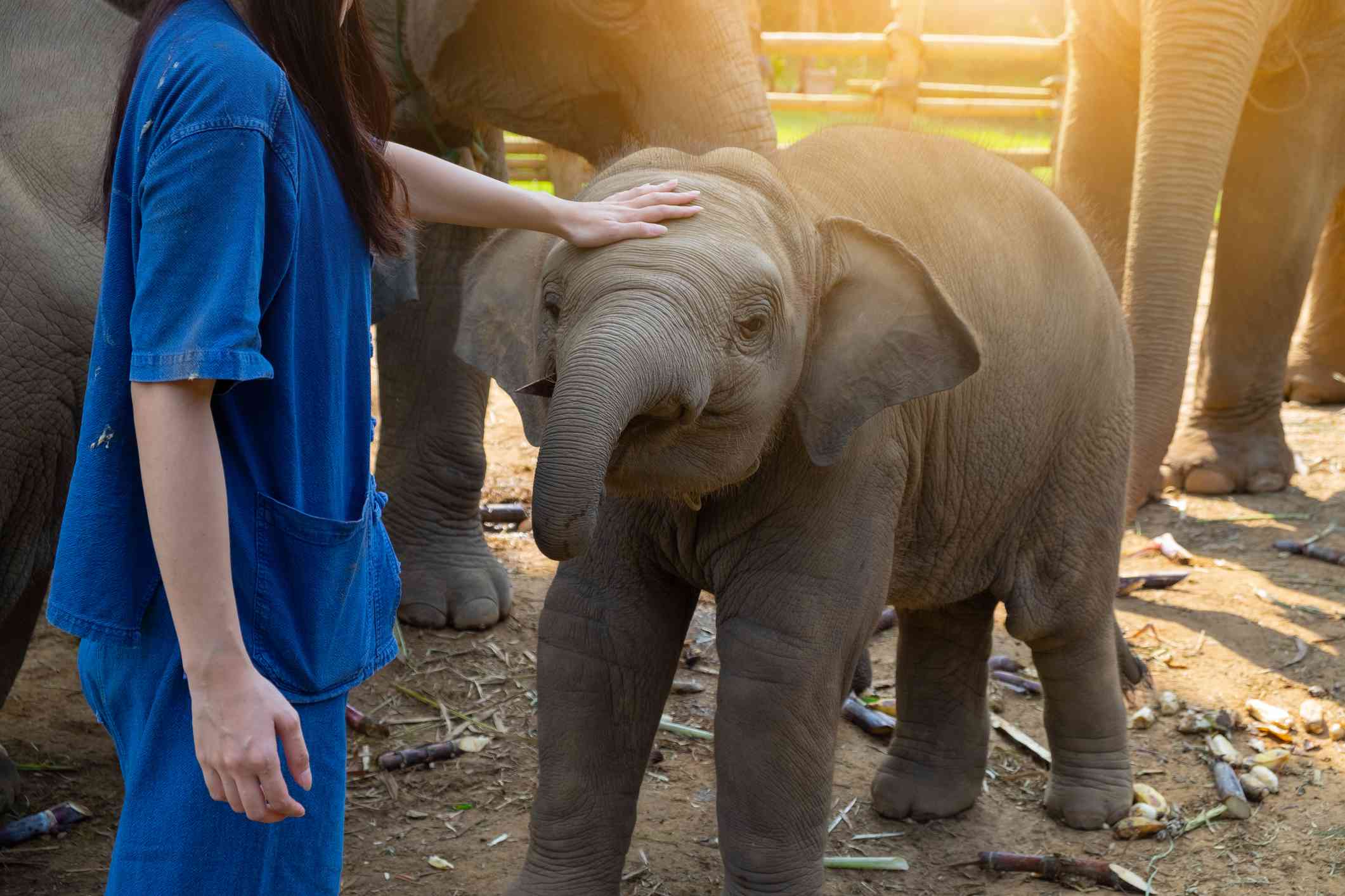 动物园里的大象