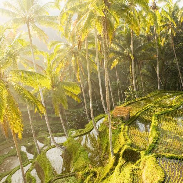 要做的事情在巴厘岛稻田