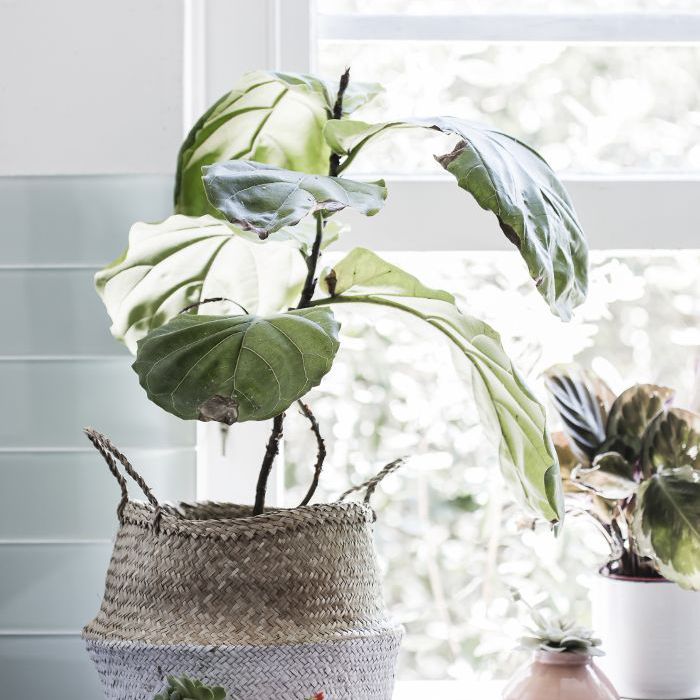 邦迪海滩厨房窗户附近的植物