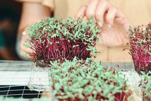 收获红色和绿色微血的黄色礼服的妇女