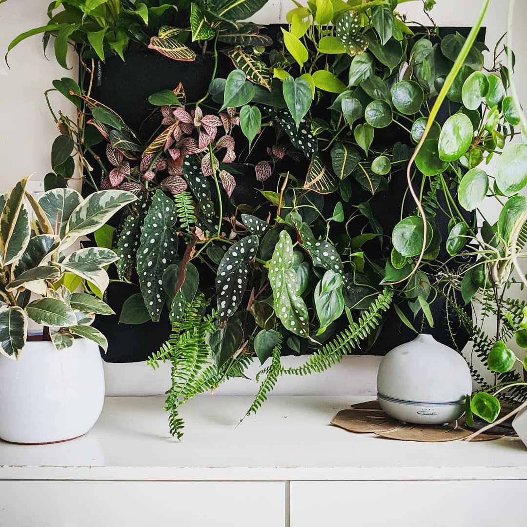 在白色梳妆台上的大植物墙壁。