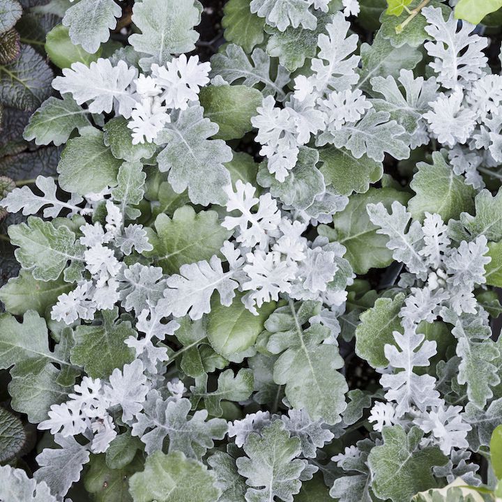 外面是Dusty miller灌木丛。