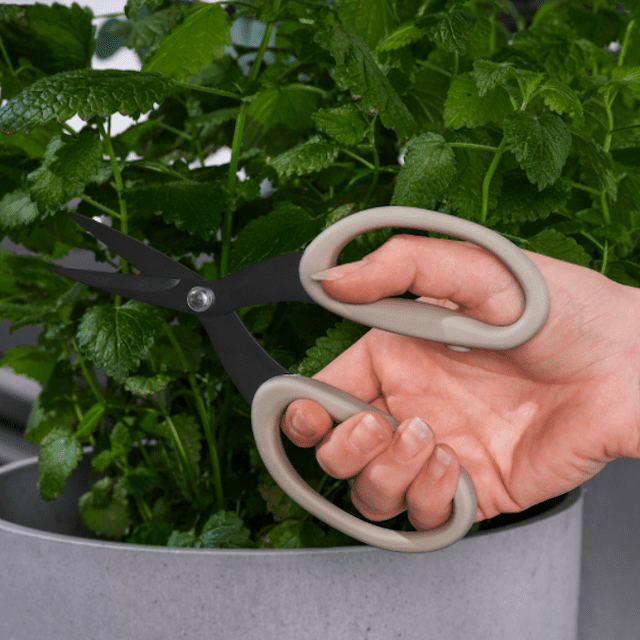 杰克福特草本剪刀