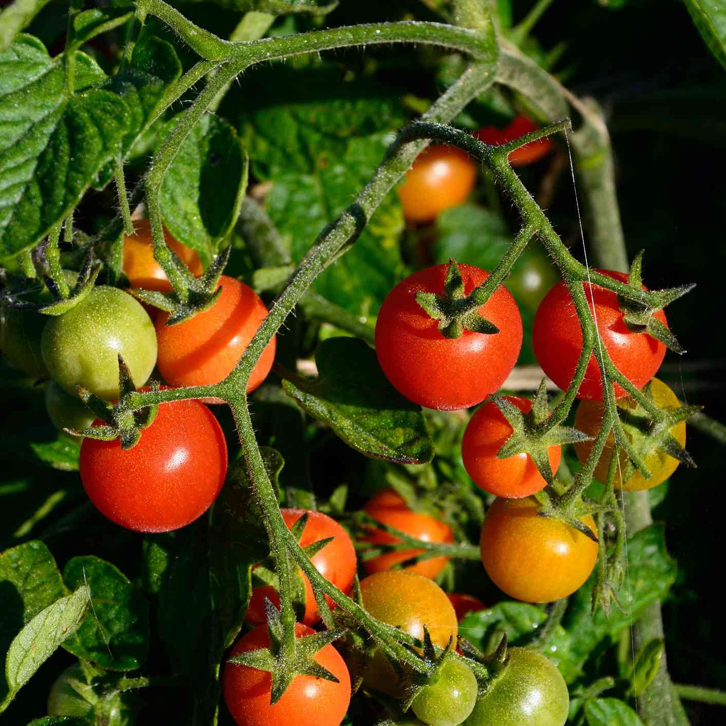 生长在有绿色词根和叶子的藤的红色，橙色和绿色西红柿特写镜头在阳光下
