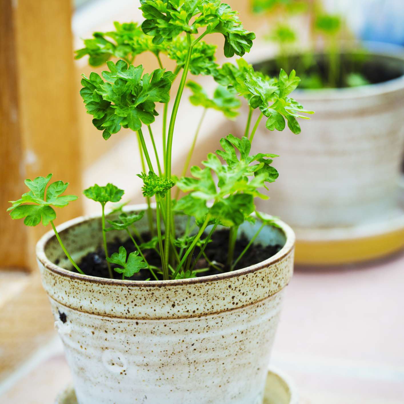 生长在窗台的罐的荷兰芹植物