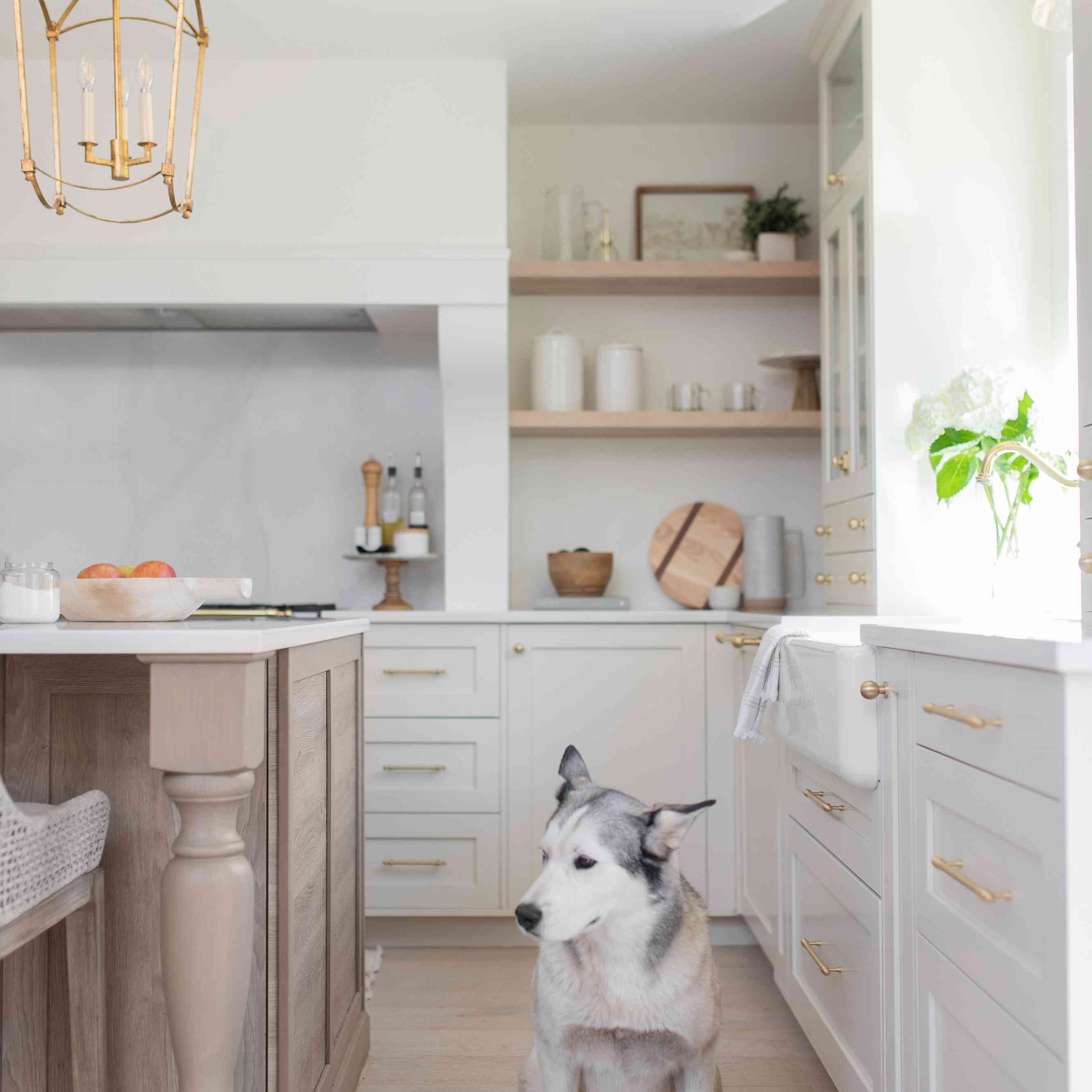 厨房里的哈士奇狗。