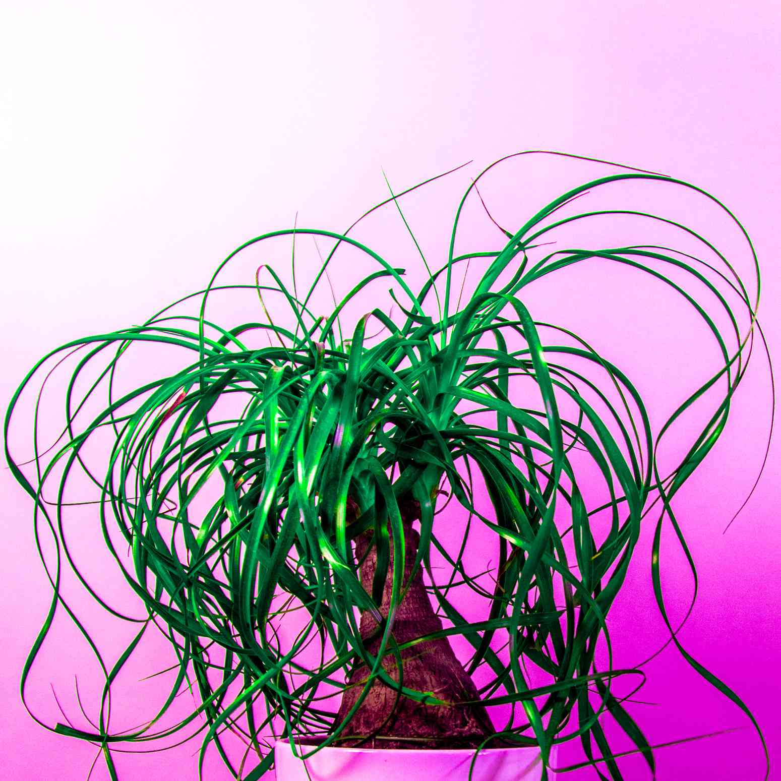 马尾棕榈树在白色壶霓虹灯粉红色的背景