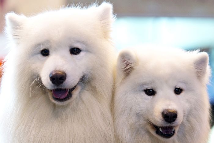 萨摩耶-10最美丽的犬种