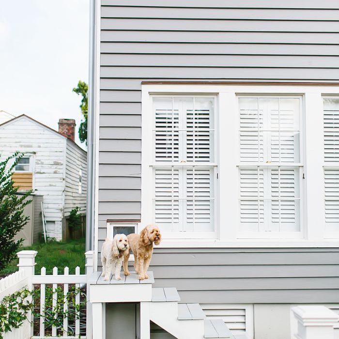 有两只狗在台阶上建筑物的另一侧