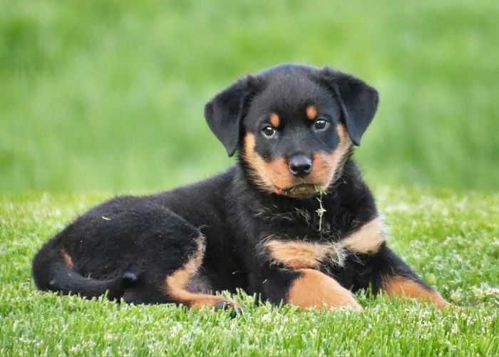 最受欢迎的狗品种-罗威纳犬