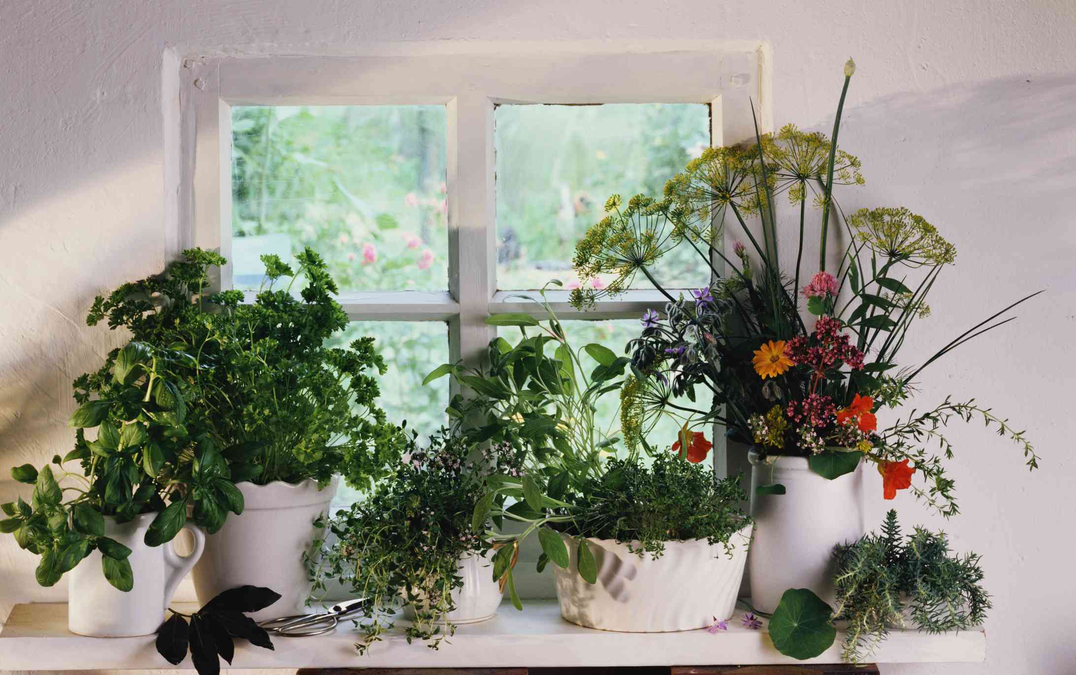 各类药材与花束在白色的花瓶上白色的厨房窗台增长